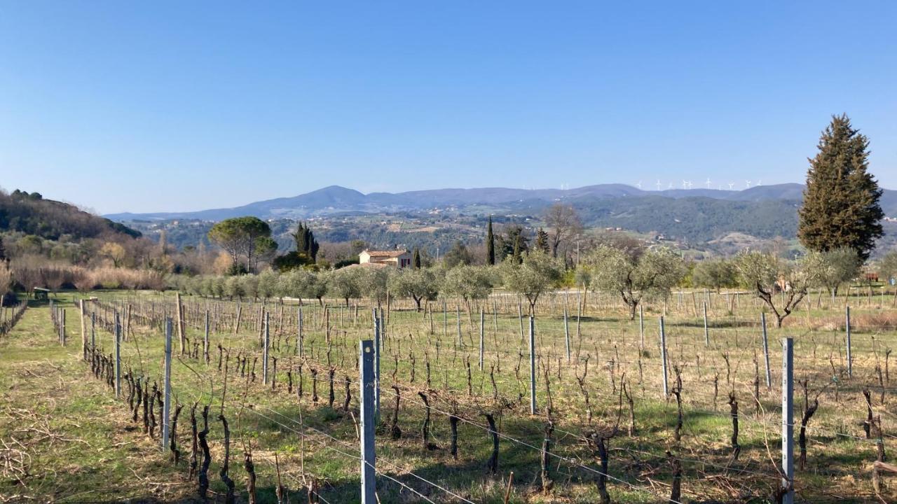 Le Giuncaie - Vigna Con Alloggio Montescudaio Kültér fotó